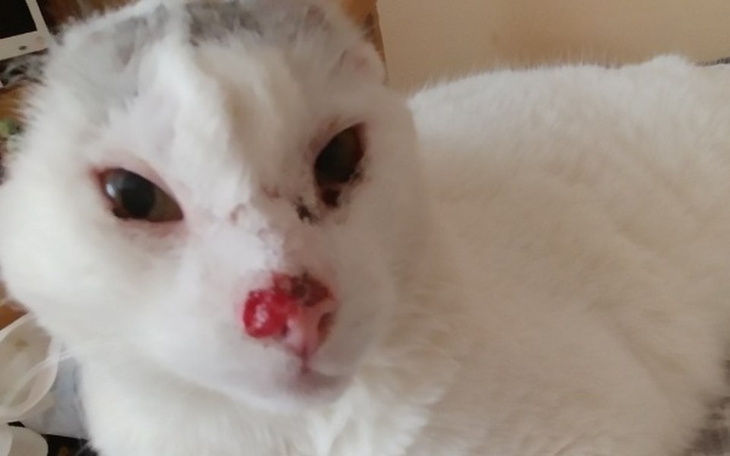 Zbiórka Radioterapia Kota Białasa - zdjęcie główne