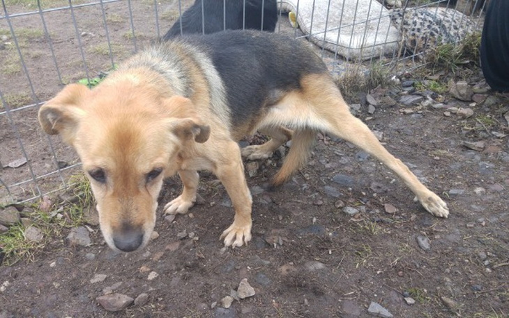 Zbiórka Leki,karma,środki czystości - zdjęcie główne