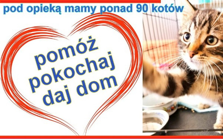 Zbiórka 90 kotów potrzebuje pomocy - zdjęcie główne