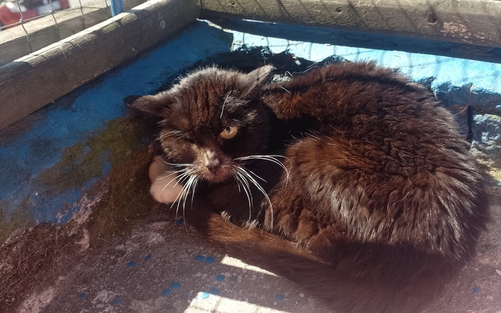 Zbiórka Na utrzymanie kociarnii - zdjęcie główne