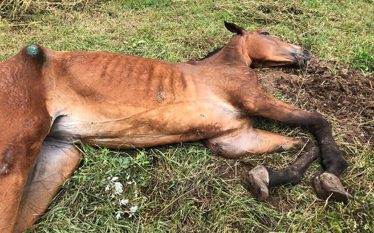 Zbiórka Donka chce żyć! - zdjęcie główne