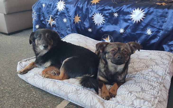 Zbiórka Na lepsze życie dla dwóch suczek - zdjęcie główne