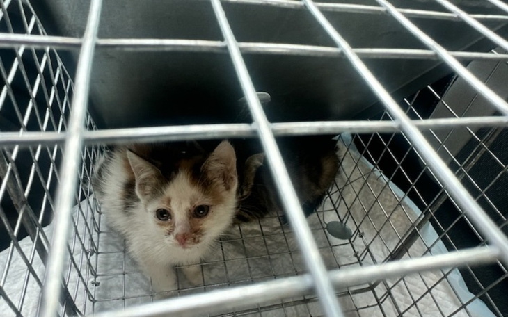 Zbiórka Ograniczyć bezdomność kocią... - zdjęcie główne