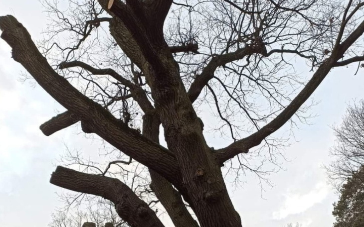 Zbiórka Ratujmy Aleje Dębową - zdjęcie główne