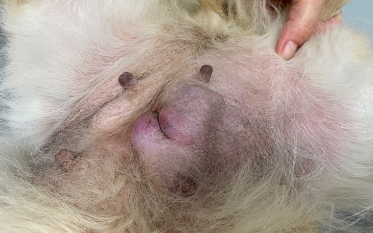 Zbiórka Lula, stara, chora, porzucona - zdjęcie główne