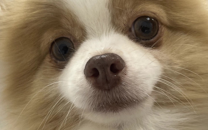 Zbliżenie na uroczy pyszczek psa rasy pomeranian.