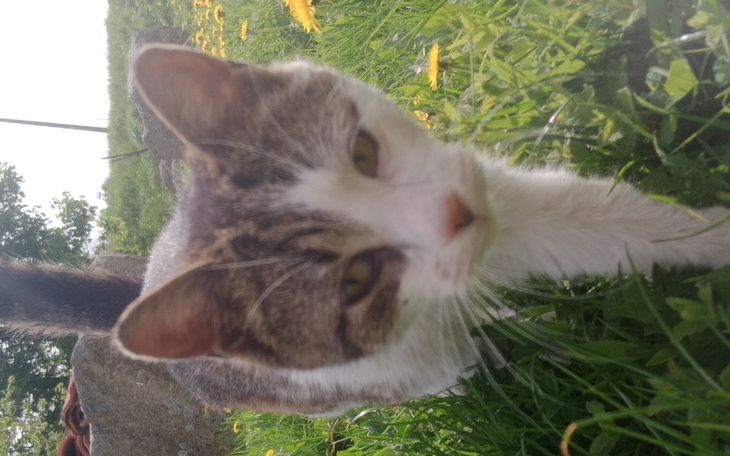 Zbiórka Pieniądze na zdrowie grubaska - zdjęcie główne