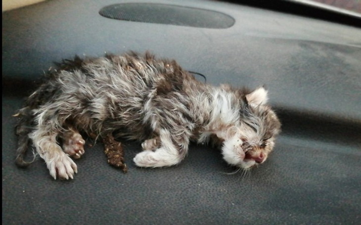 Zbiórka Kastracja kotów wiejskich - zdjęcie główne