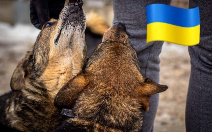 Zbiórka Miejsce dla zwierząt z Ukrainy - zdjęcie główne