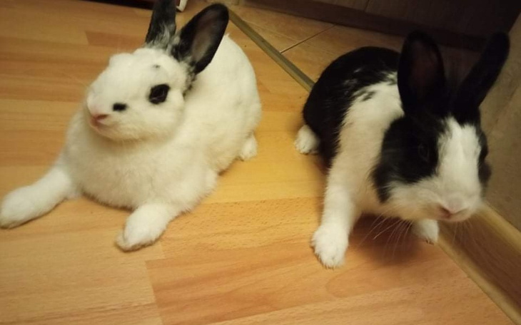 Zbiórka Na leczenie królików - zdjęcie główne