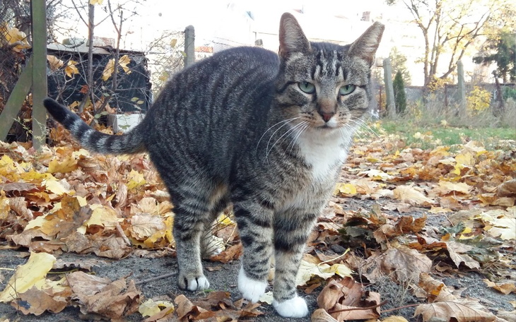 Zbiórka Kocurek / walka z wirusem - zdjęcie główne