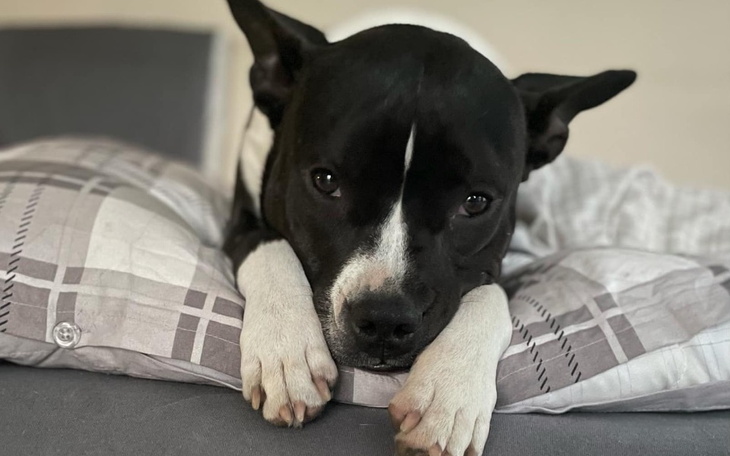 Pies leżący na poduszce, z wyrazem smutku.