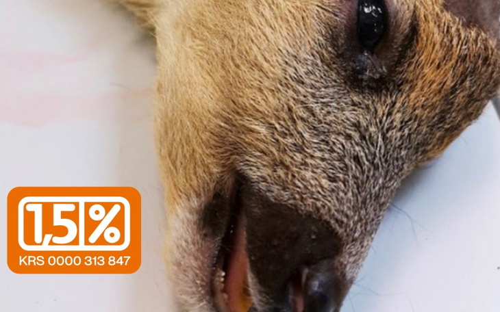Zbliżenie na zwierzę, z informacją o wsparciu 1,5%.