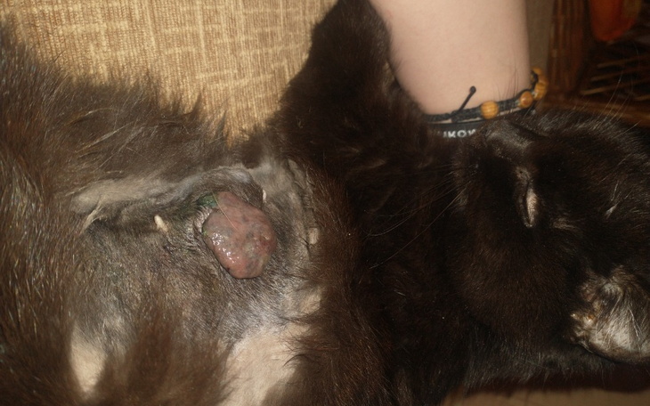 Zbiórka Pomoc kotce chorej na nowotwór - zdjęcie główne