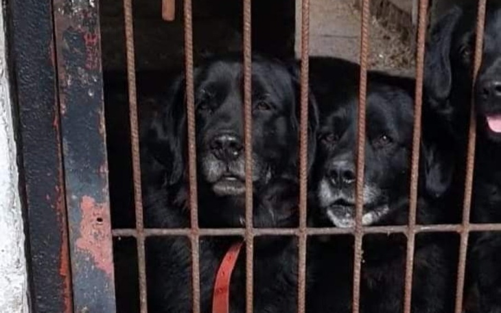 Dwa czarne psy patrzące przez kraty.