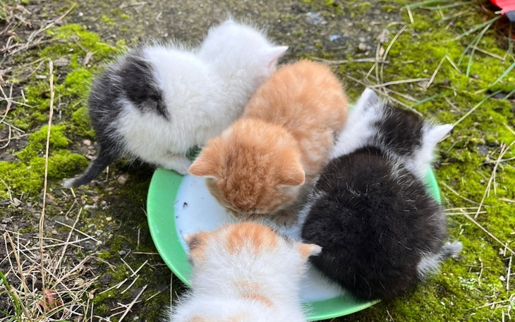 Zbiórka 4 maluszki proszą o pomoc - zdjęcie główne