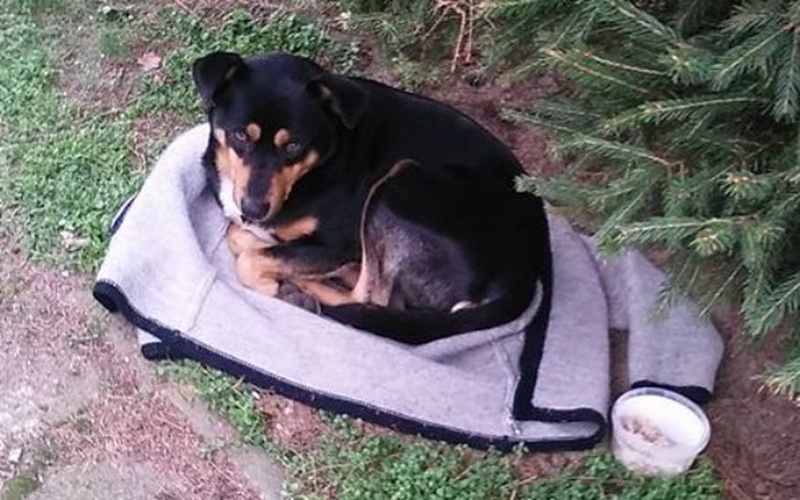 Zbiórka Pikuś-piesek śpiący na sweterku - zdjęcie główne