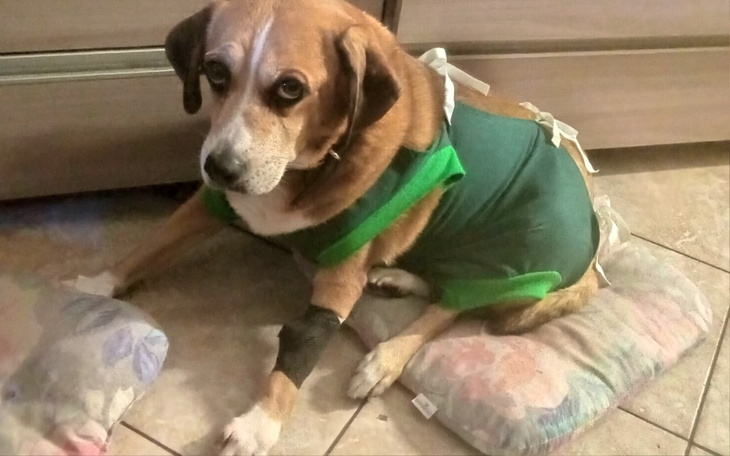 Pies w specjalnym ubraniu po operacji.