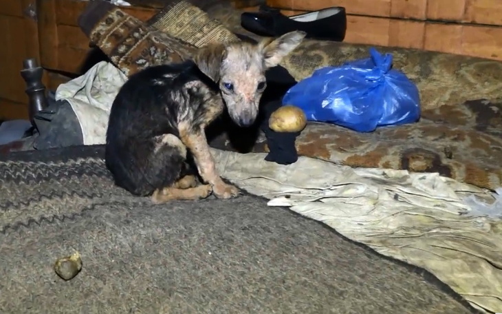 Zbiórka na leczenie sary - zdjęcie główne