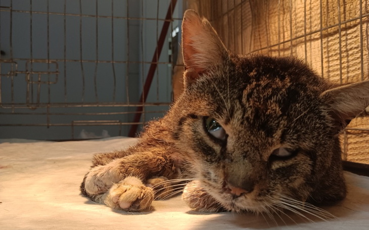 Zbiórka Nie umieraj - zdjęcie główne