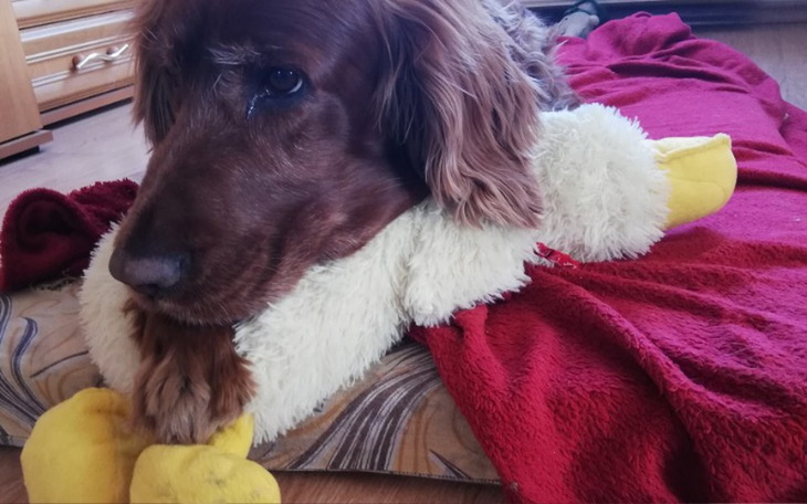 Zbiórka Leczenie mojego adopciaka - zdjęcie główne