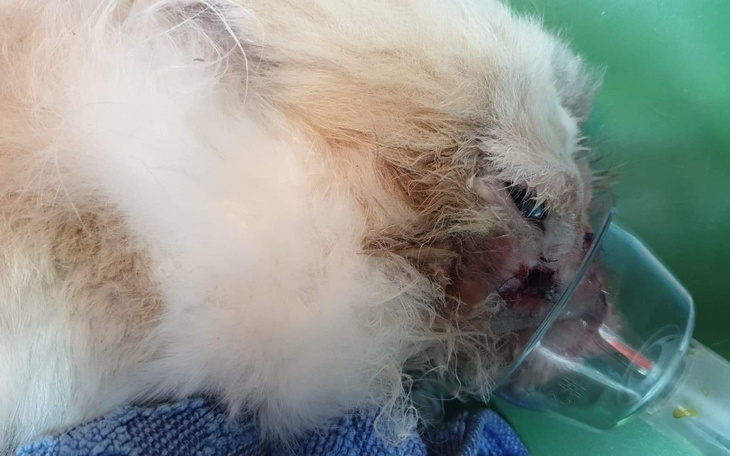 Zbiórka Zabieg Dropsa - zdjęcie główne