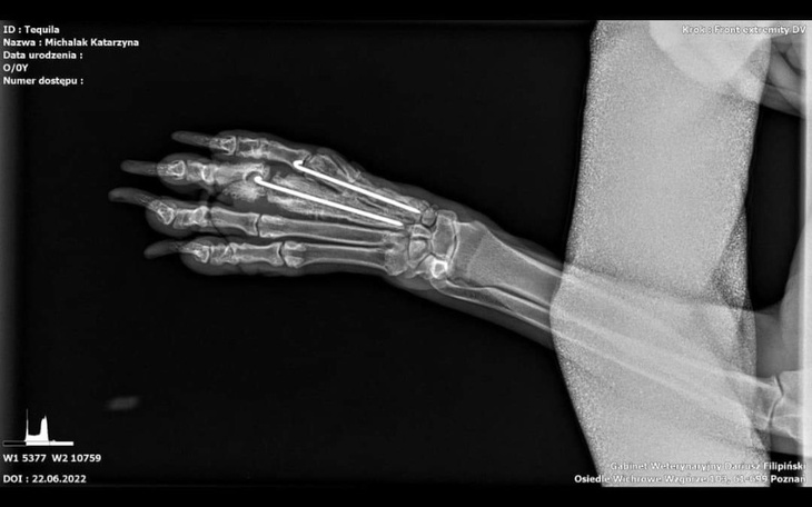 Zbiórka Amstaff-adopcje pomoc - zdjęcie główne