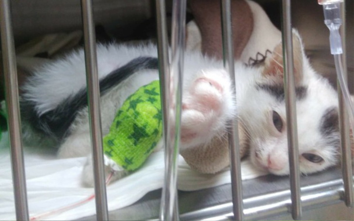 Zbiórka zapobiec amputacji łapki😢 - zdjęcie główne