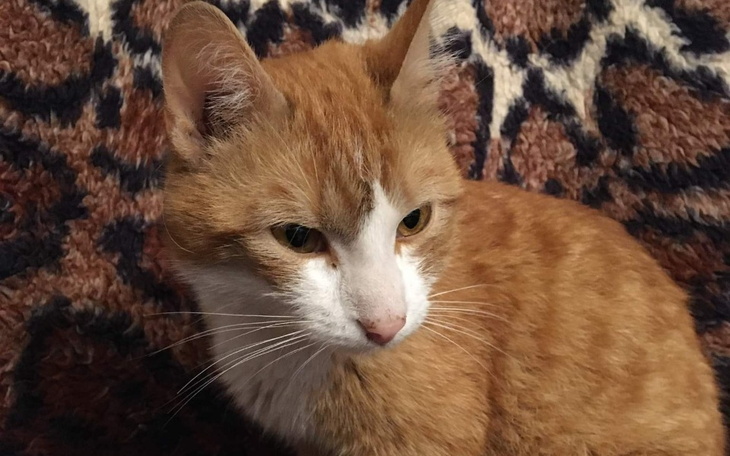 Zbiórka Ratujmy kotka Franusia - zdjęcie główne