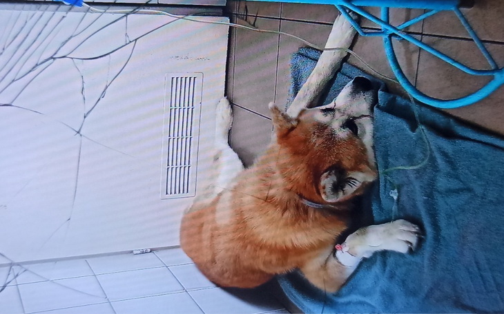 Zbiórka Leczenie psa i długi - zdjęcie główne