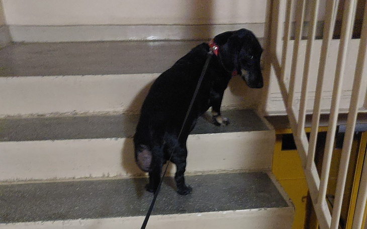 Czarny pies na schodach, patrzący w dół.