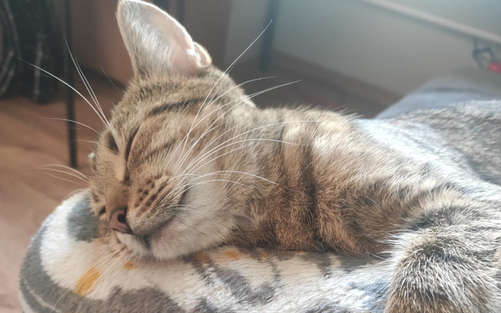 Zbiórka Na karmę dla młodej kotki - zdjęcie główne