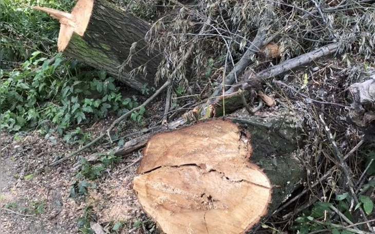 Zbiórka Drzewko za drzewko :) - zdjęcie główne