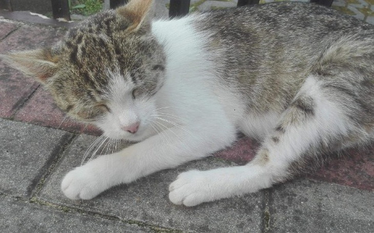 Zbiórka Pokochać bez-ogonkę. - zdjęcie główne