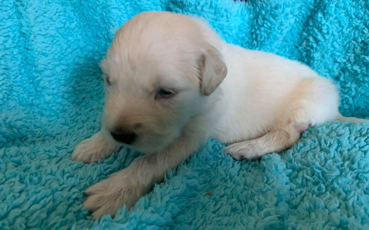 Zbiórka Szczeniaki porzucone w kartonie - zdjęcie główne