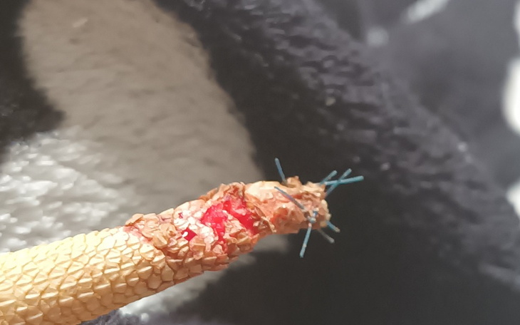 Zbiórka Zbiórka na amputację ogona Hiro - zdjęcie główne