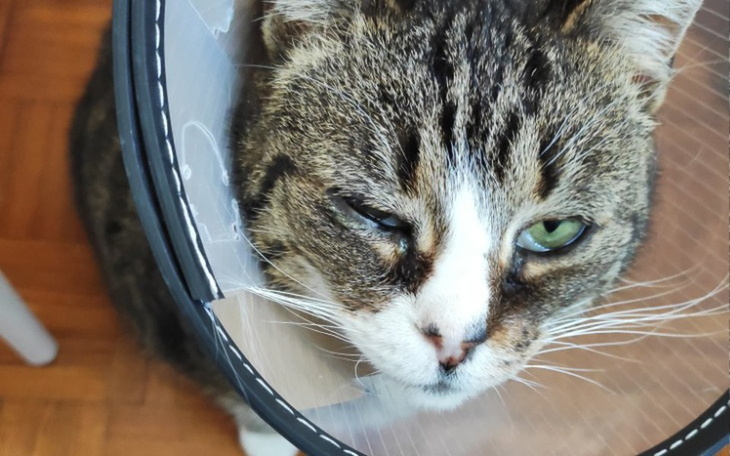 Zbiórka Koczilla - zdjęcie główne