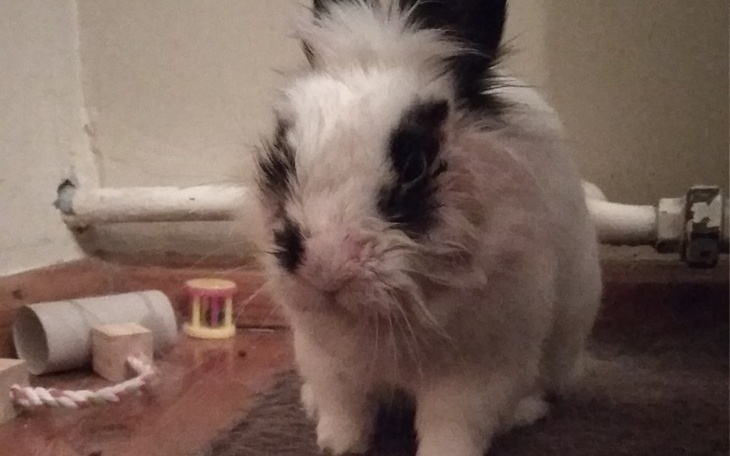 Zbiórka Pomoc dla maluszka Yukiego - zdjęcie główne