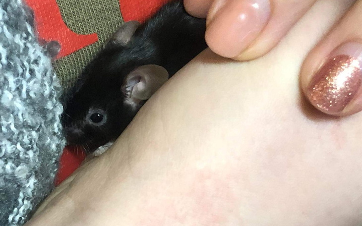 Zbiórka Weterynarz dla Kazia - zdjęcie główne