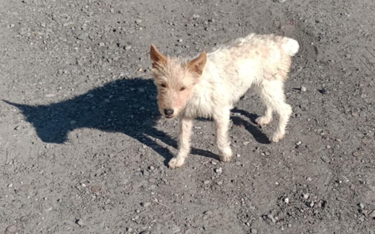 Mały piesek na szarej, kamienistej drodze.