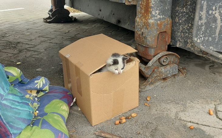 Zbiórka Dla kotków spod tira. - zdjęcie główne