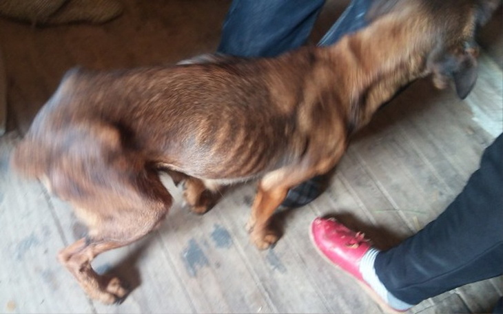 Zbiórka Z łańcucha na kanapę - zdjęcie główne