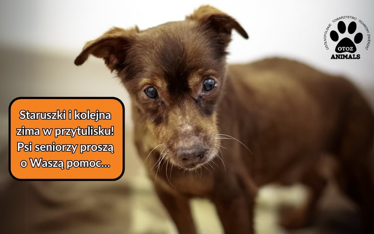 Stary pies w schronisku, proszący o pomoc.