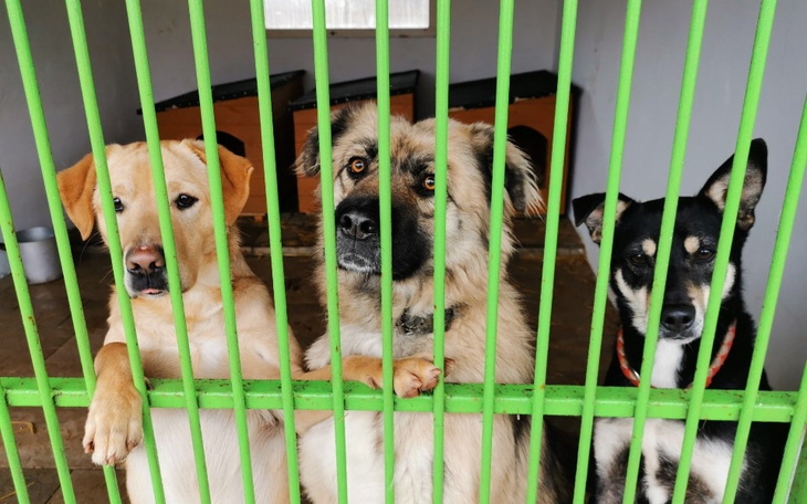 Zbiórka Na zwierzaki ze schroniska w RŚL - zdjęcie główne