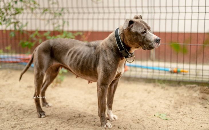 Pies w ogrodzie, z wyraźnym smutkiem w oczach.