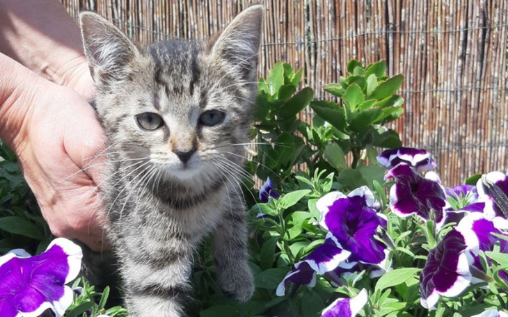 Mały kotek wśród kolorowych kwiatów, wygląda na ciekawskiego.