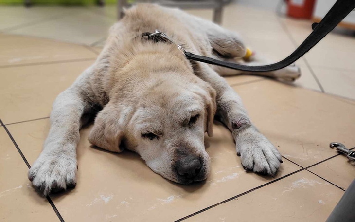 Zbiórka Seniorka z pseudohodowli - zdjęcie główne