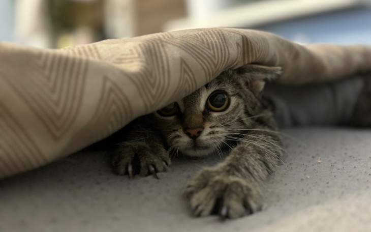 Kot chowany pod kocem, z dużymi oczami.