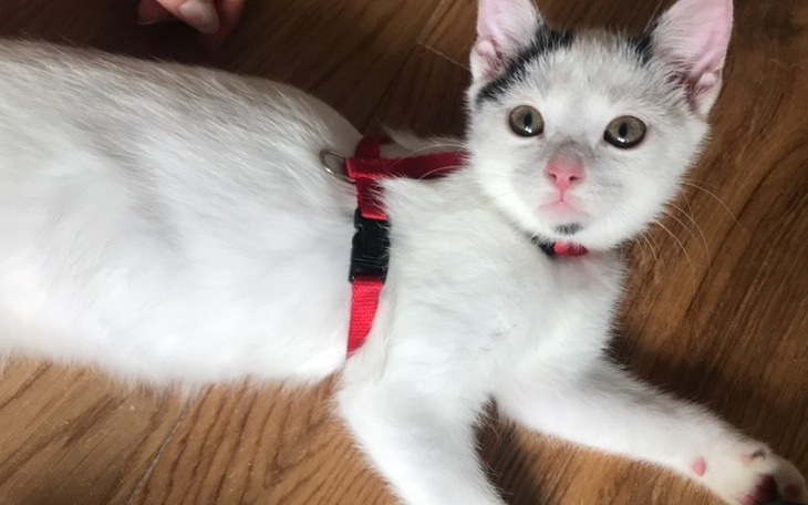 Zbiórka pogruchotane biodro leczenie - zdjęcie główne