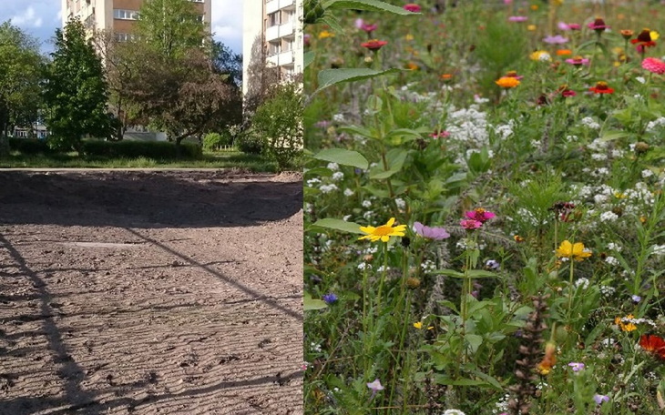 Zbiórka Raj dla pszczół, trzmieli,motyli - zdjęcie główne